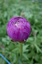 Load image into Gallery viewer, Ranunculus Romance Loubeyres - Terrace Garden France