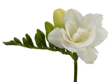 Charger l'image dans la galerie, Freesia Double White Versailles® bulbs/corms - Terrace Garden France