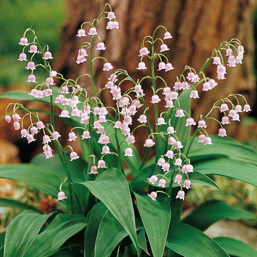 A guide to growing Lily of the Valley