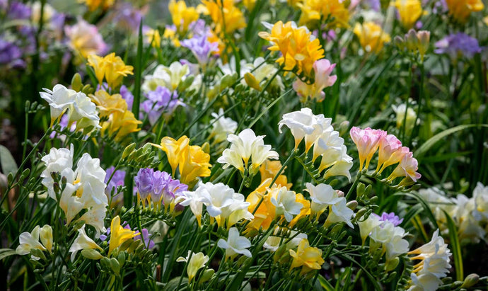 Comment faire pousser des freesias