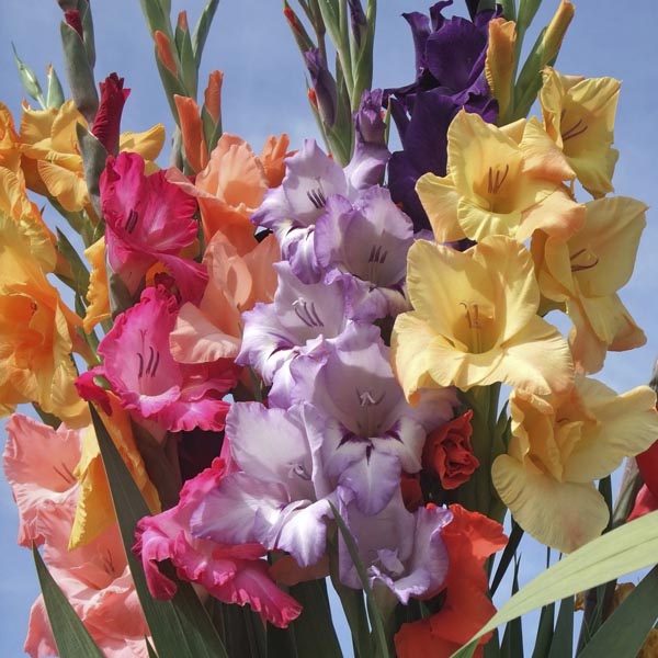 How to grow Gladiolus from bulb