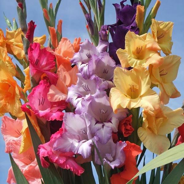 How to grow Gladiolus from bulb