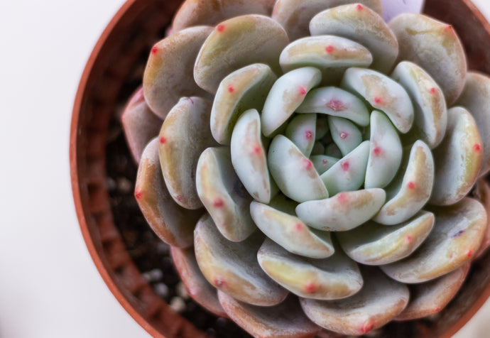How to care for Succulents