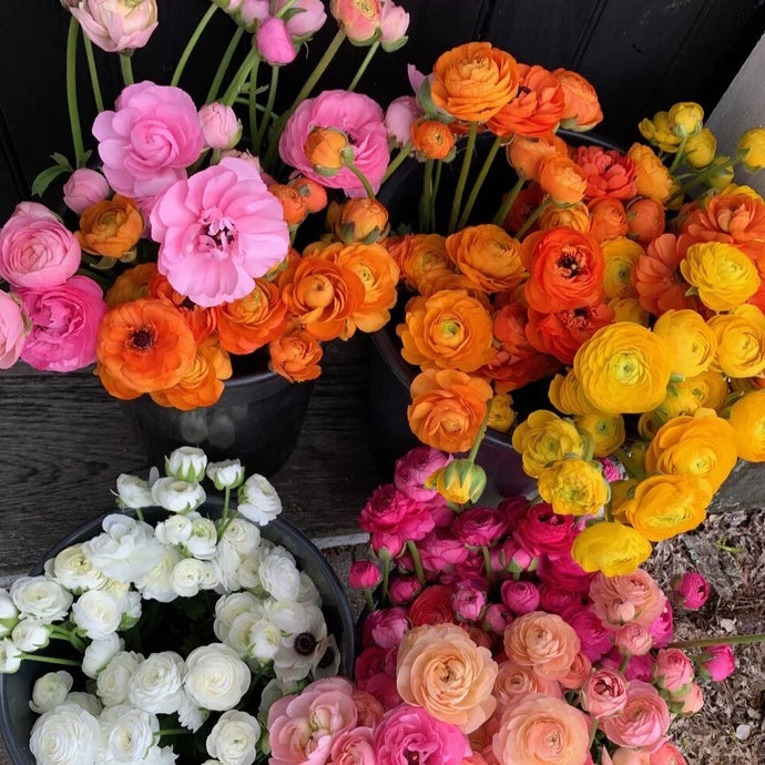 How to grow Ranunculus from corm