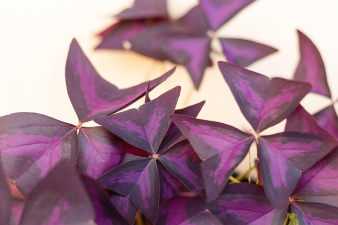 Cultiver les bulbes d'Oxalis Triangularis 