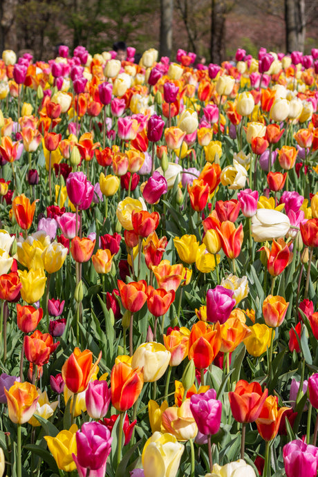 Everything You Need to Know About Growing Tulips