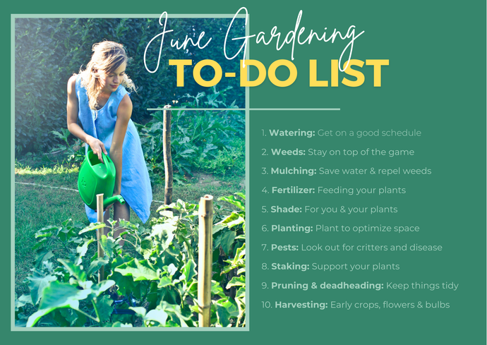 What to do in the garden in June: 10 gardening tasks