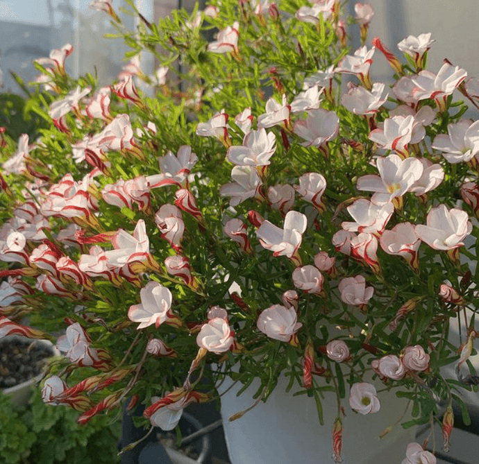 How to Grow Oxalis Versicolor (Candy cane sorrel) bulbs