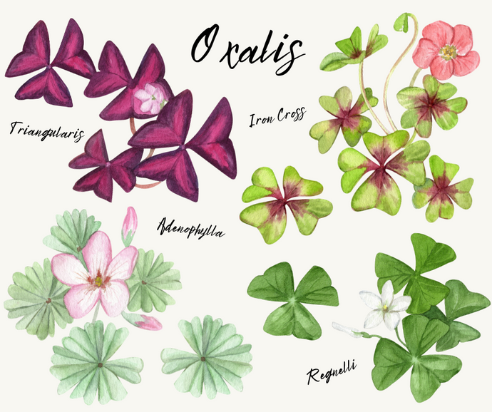What are the Best Varieties of Oxalis to Grow in Your Garden this season?