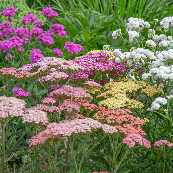 Yarrow: How to sow, grow, and care for Achillea millefolium