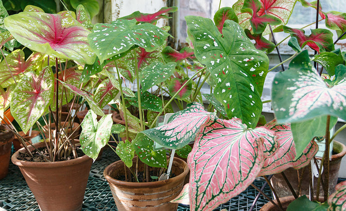 The Best Varieties of Caladium to Grow this year