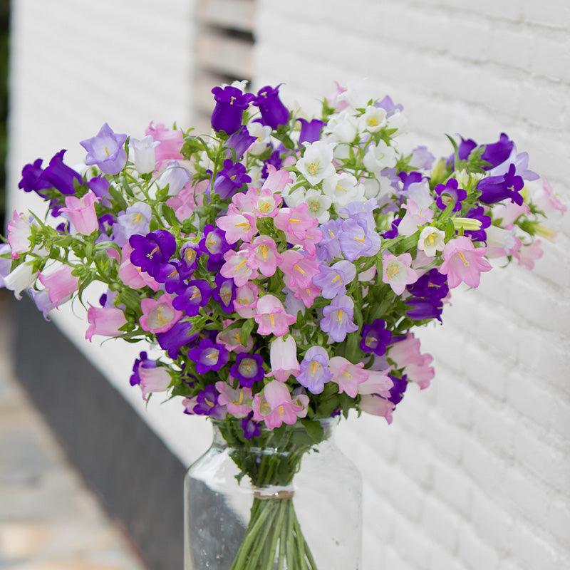 How to sow and care for Canterbury Bells | Garden guide to Campanula medium