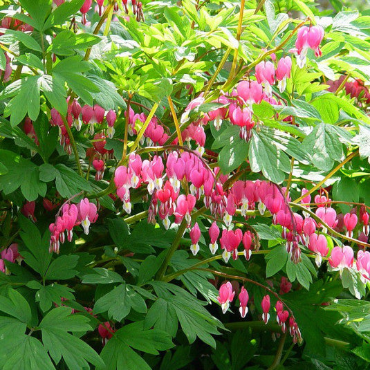 What are Bleeding Hearts? And how to grow them.