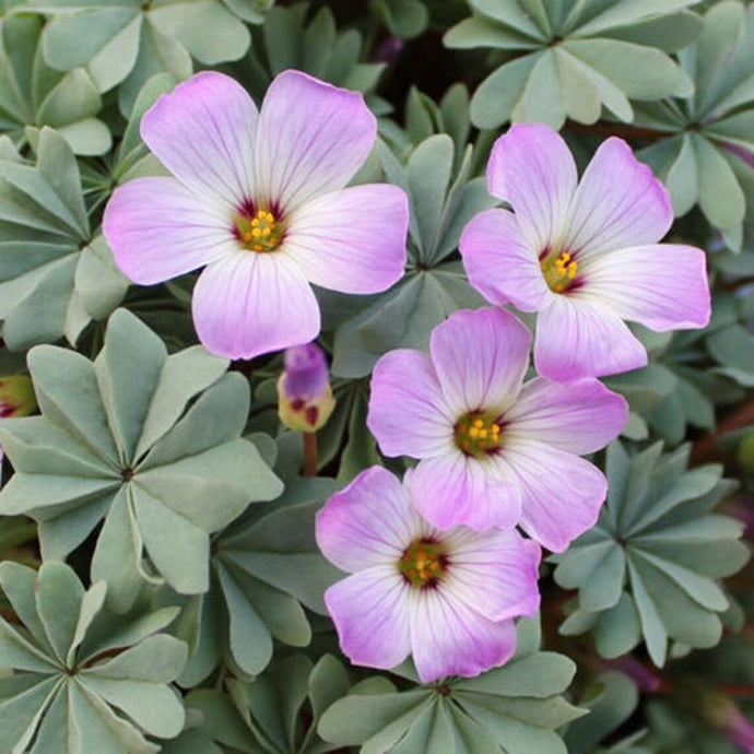 A guide to growing Oxalis Adenophylla