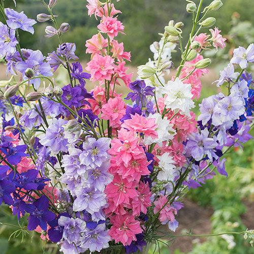 How to Grow Larkspur (Delphinium consolida)