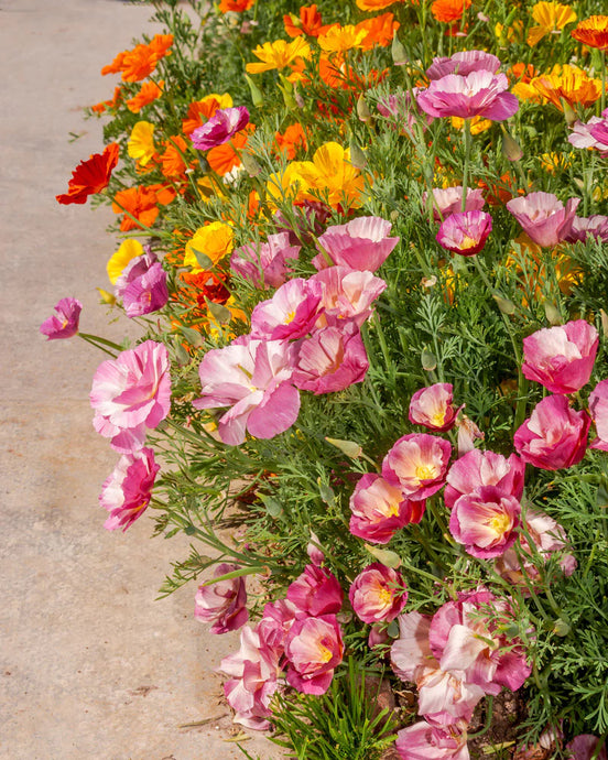 California Poppies Care Guide