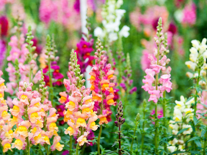 Snapdragons: A Complete Guide to Sowing, Growing, and Caring