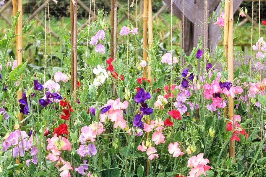 A quick guide to growing sweet peas | How to to plant Lathyrus odoratus