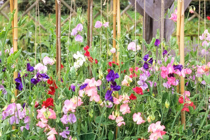 A quick guide to growing sweet peas