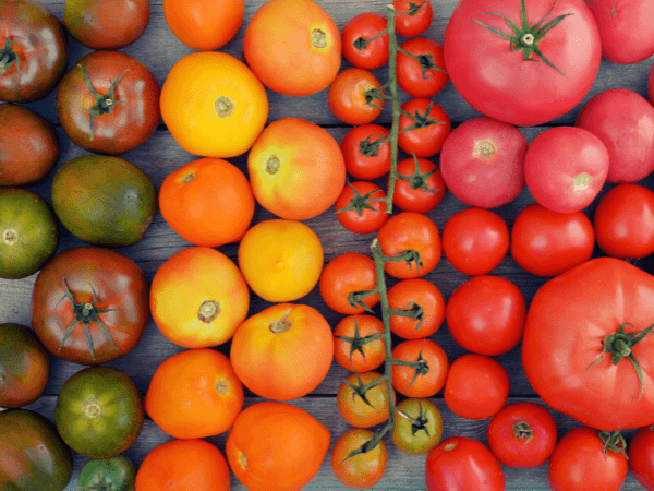 The Best French Heirloom Tomato Varieties to Grow in your Garden