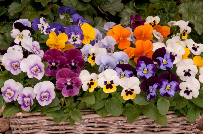 Growing Violas: A Guide to Sowing, Care and Harvest