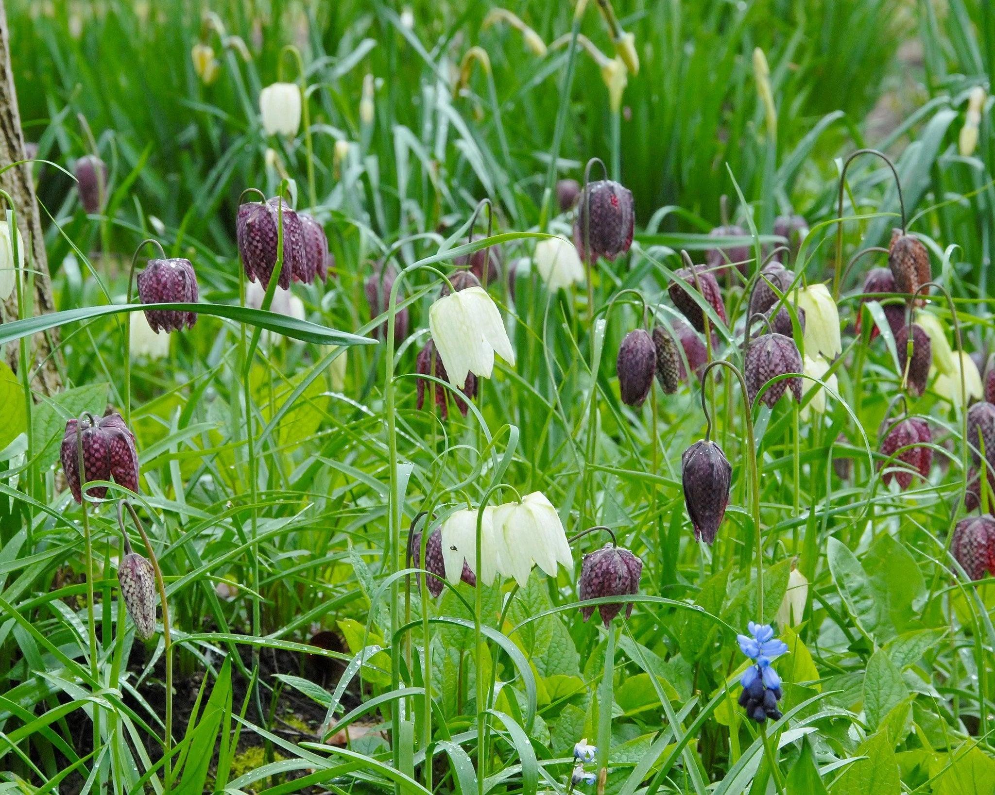 Spring Flowering Bulbs | Shop flower bulbs for spring gardens, buy ...