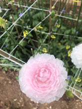 Load image into Gallery viewer, Ranunculus Amandine &quot;Chamallow&quot;
