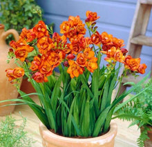 Charger l&#39;image dans la galerie, Freesia Double Orange bulbs/corms
