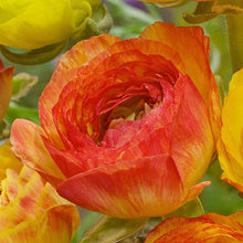 Charger l&#39;image dans la galerie, Ranunculus &quot;Picoté Orange&quot;
