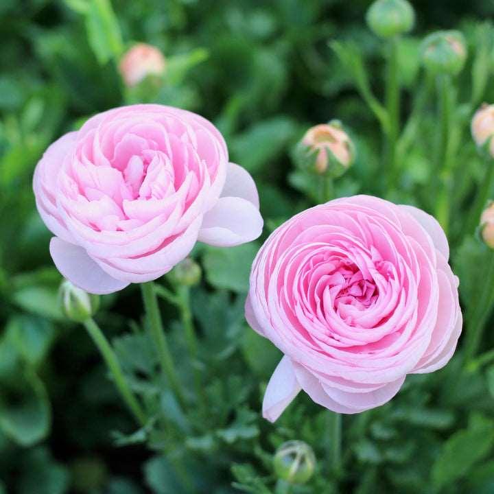 Ranunculus Elegance Rosa Chiaro