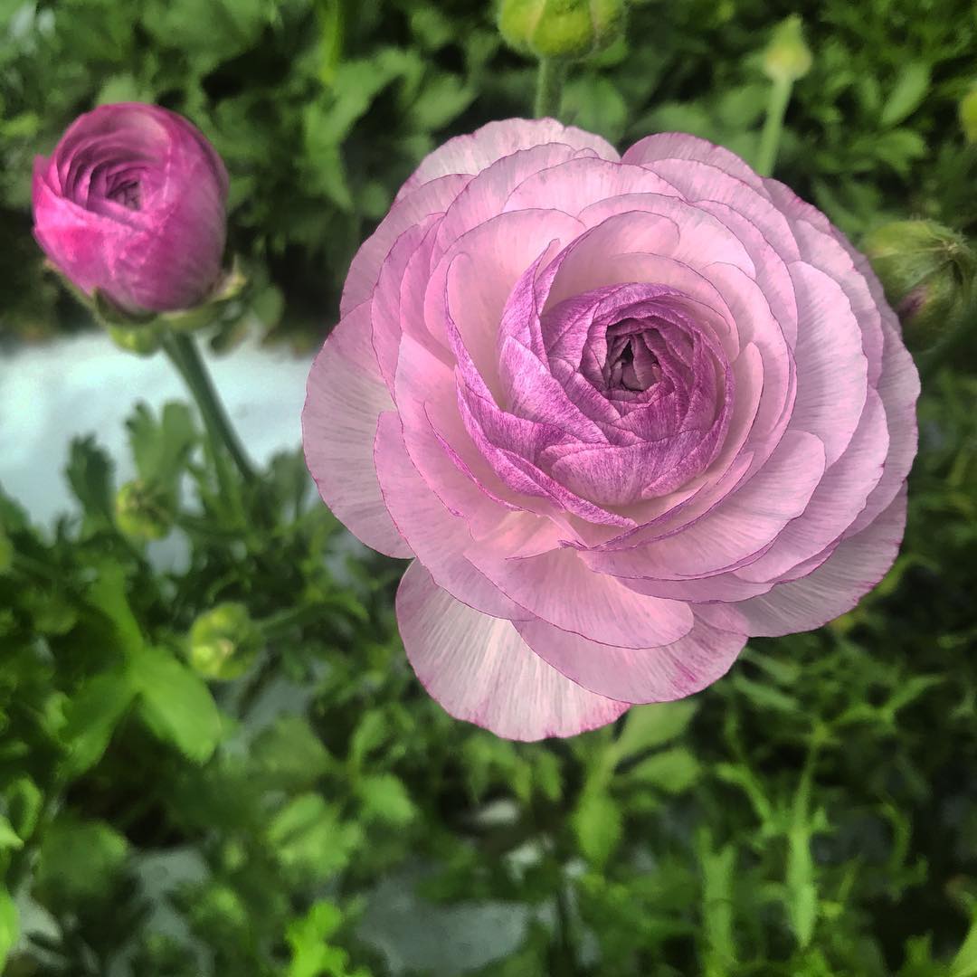 Urple Ranunculus Ranunculus Amandine