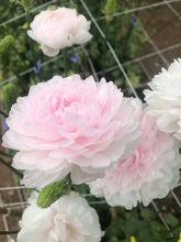 Load image into Gallery viewer, Ranunculus Amandine &quot;Chamallow&quot;
