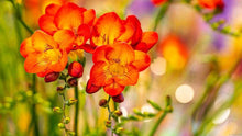 Charger l&#39;image dans la galerie, Freesia Double Orange bulbs/corms
