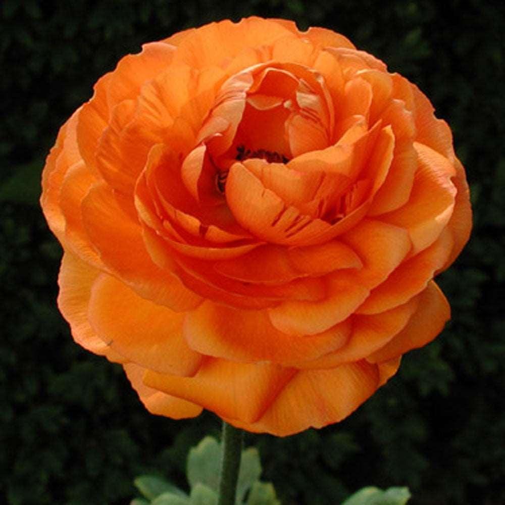 Orange Ranculus Orange Ranunculus corms (Asian buttercup), perennial flowers