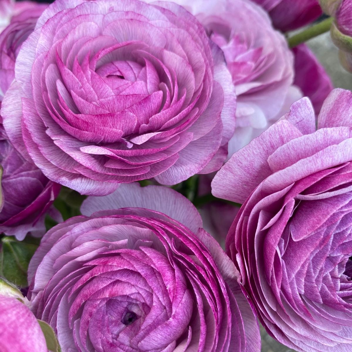 Urple Ranunculus Ranunculus Amandine