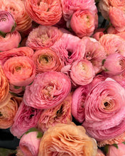 Load image into Gallery viewer, Ranunculus Amandine &quot;Salmon&quot;
