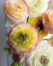 Load image into Gallery viewer, Ranunculus Amandine &quot;Tiger&quot;
