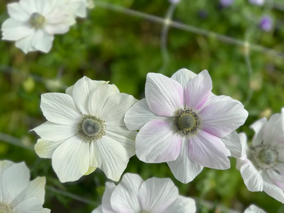 Anemone coronaria MISTRAL PLUS® 'Pale' bulbs - Buy Vibrant Pink