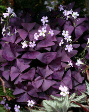 Charger l&#39;image dans la galerie, Oxalis Triangularis (bulbe)
