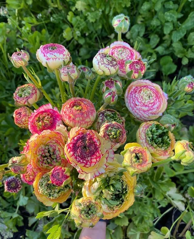 Ranunculus Amandine 