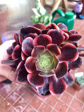 Charger l&#39;image dans la galerie, Aeonium Super Bang - Terrace Garden France - #tag1# - Aeonium Super Bang
