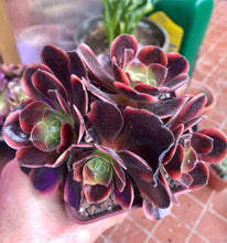 Load image into Gallery viewer, Aeonium Super Bang - Terrace Garden France - #tag1# - Aeonium Super Bang
