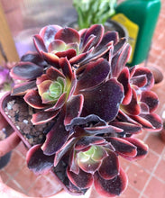 Charger l&#39;image dans la galerie, Aeonium Super Bang - Terrace Garden France - #tag1# - Aeonium Super Bang
