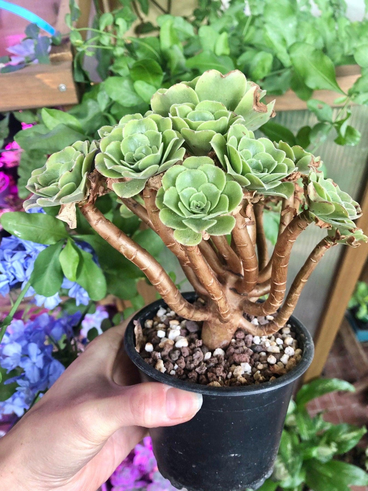 Aeonium canariense variegata