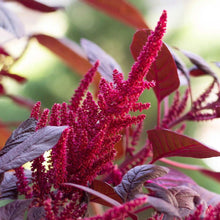 Charger l&#39;image dans la galerie, Amaranthus cruentus &#39;Velvet Curtains&#39; - Terrace Garden France - #tag1# - Amaranthus cruentus &#39;Velvet Curtains&#39;
