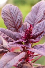 Charger l&#39;image dans la galerie, Amaranthus cruentus &#39;Velvet Curtains&#39; - Terrace Garden France - #tag1# - Amaranthus cruentus &#39;Velvet Curtains&#39;
