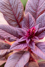 Charger l&#39;image dans la galerie, Amaranthus cruentus &#39;Velvet Curtains&#39; - Terrace Garden France - #tag1# - Amaranthus cruentus &#39;Velvet Curtains&#39;
