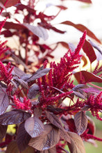 Charger l&#39;image dans la galerie, Amaranthus cruentus &#39;Velvet Curtains&#39; - Terrace Garden France - #tag1# - Amaranthus cruentus &#39;Velvet Curtains&#39;
