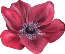 Load image into Gallery viewer, Anemone Carmel &quot;Bordeaux&quot; - Terrace Garden France - #tag1# - 
