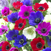 Charger l&#39;image dans la galerie, Anemone &quot;De Caen&quot; Coronaria mix - Terrace Garden France - #tag1# - 
